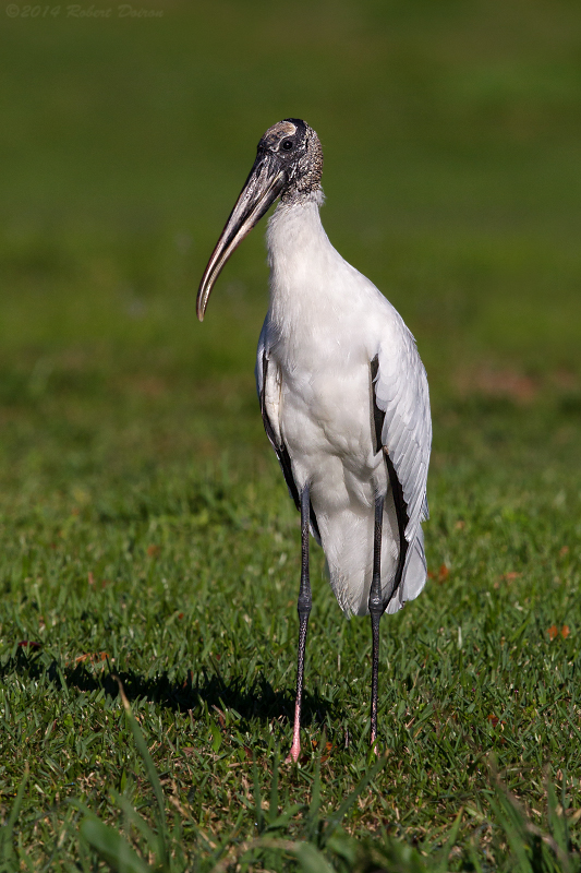 Wood Stork