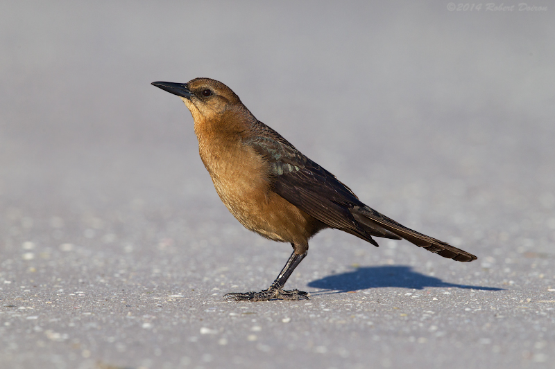 Boat-tailed Grackle