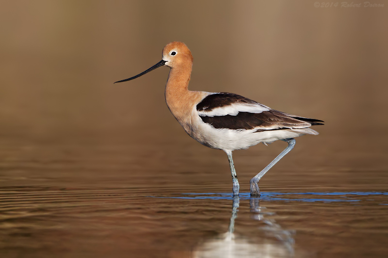 American Avocet