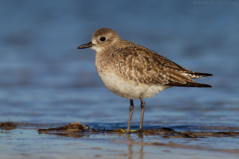 Black-bellied Plover