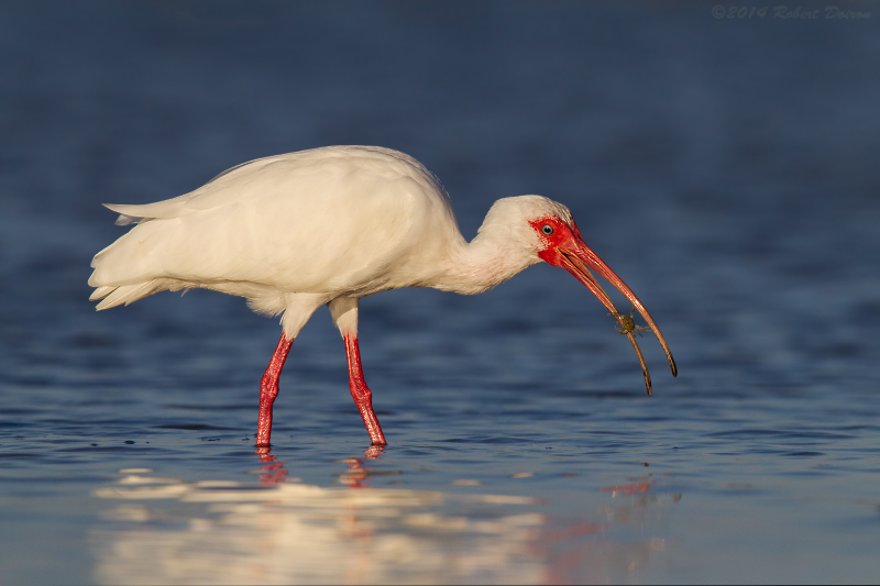 White Ibis