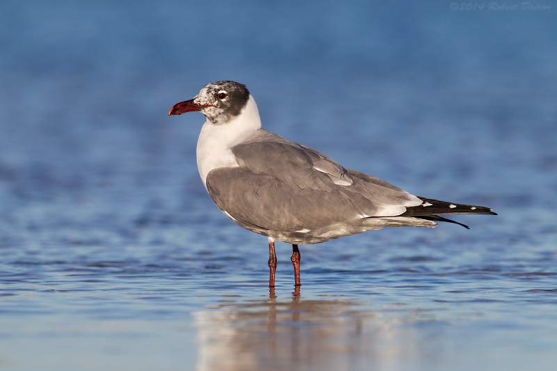 Laughing Gull