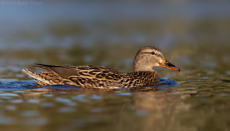 Mallard