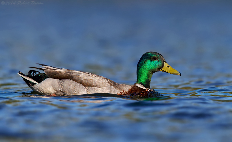 Mallard