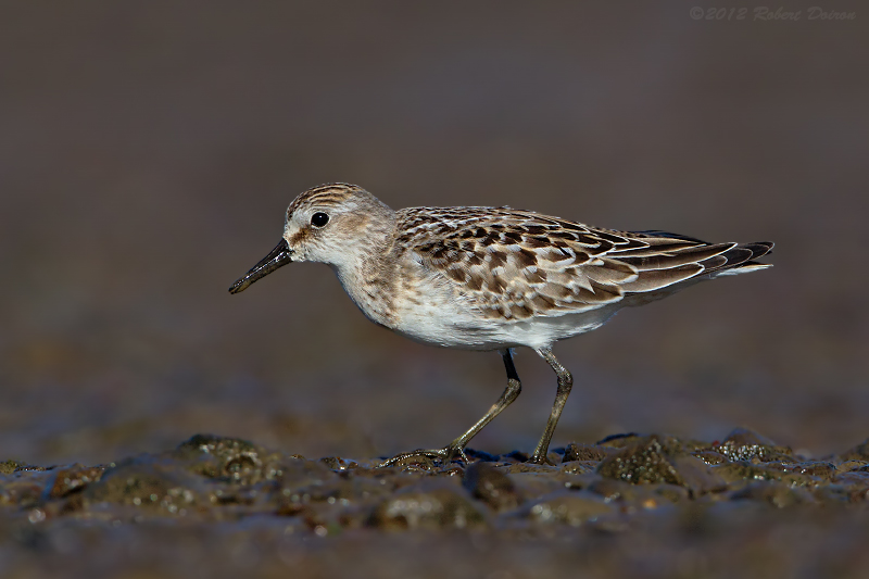 Semipalmated Sandpiper