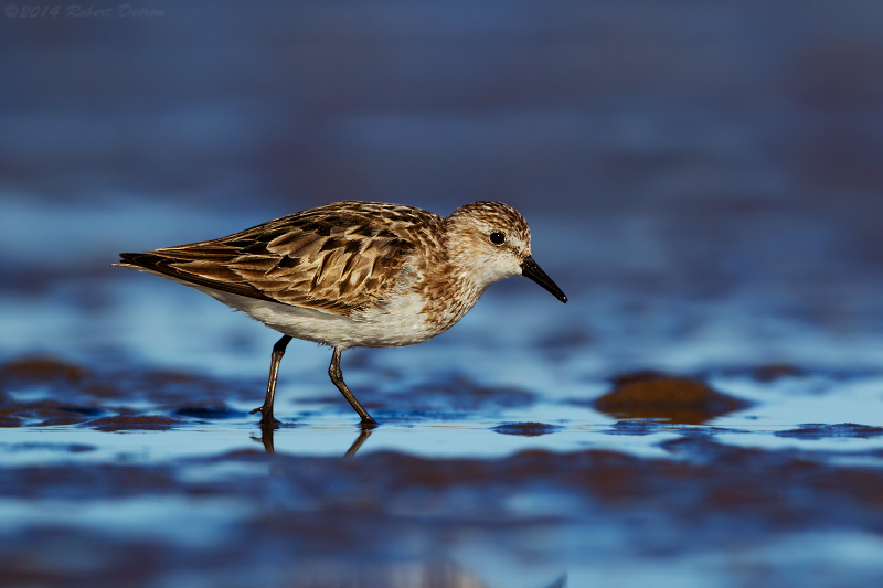 Semipalmated Sandpiper