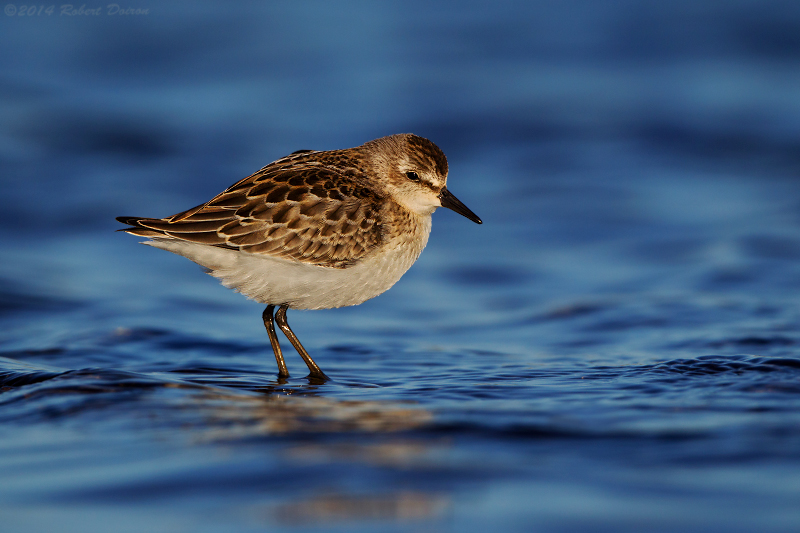 Semipalmated Sandpiper