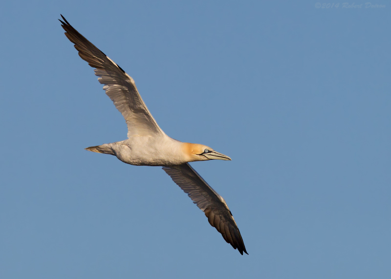 Northern Gannet