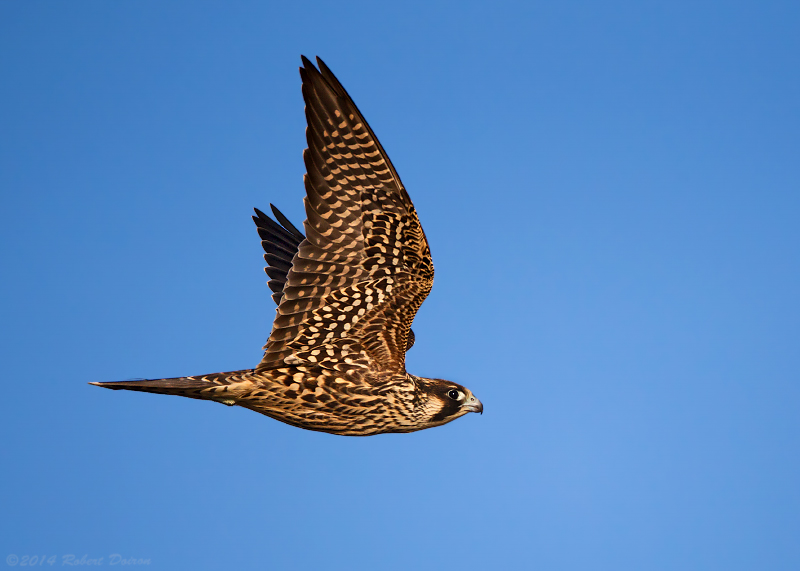 Peregrine Falcon