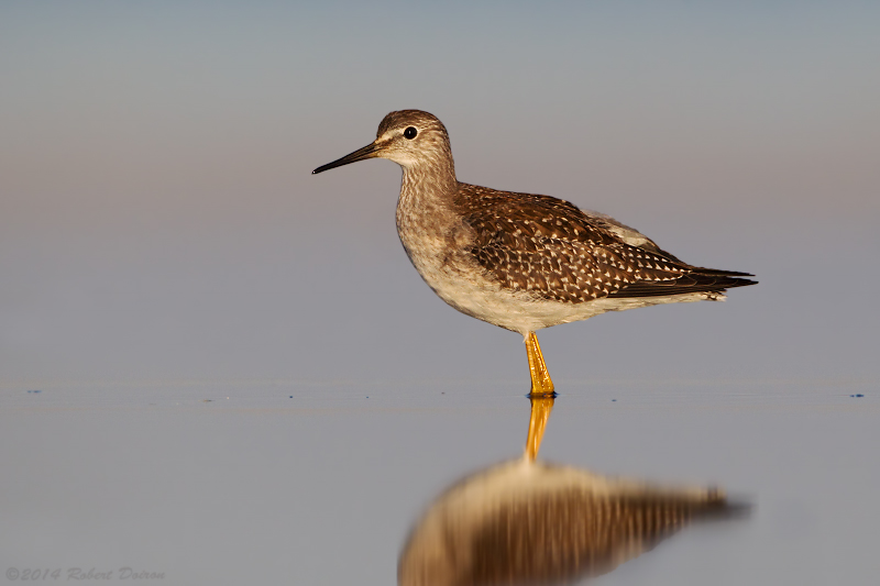 Lesser Yellowlegs