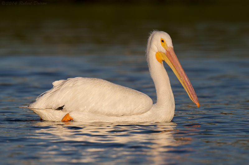 American White Pelican