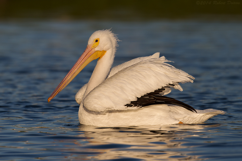 American White Pelican