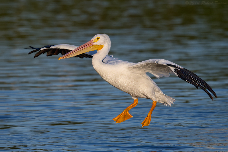 American White Pelican