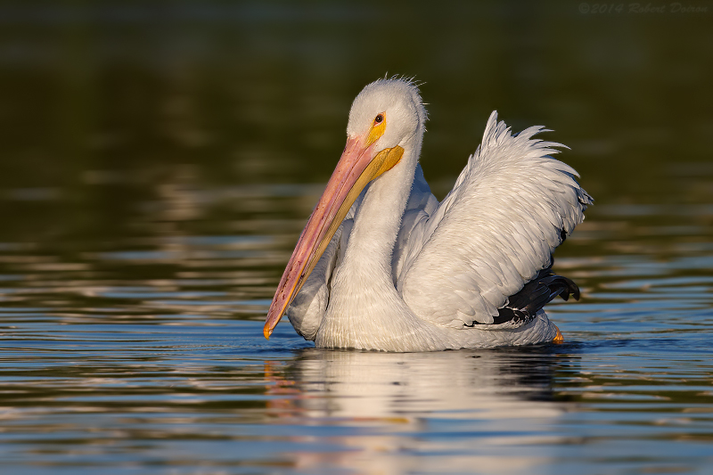 American White Pelican