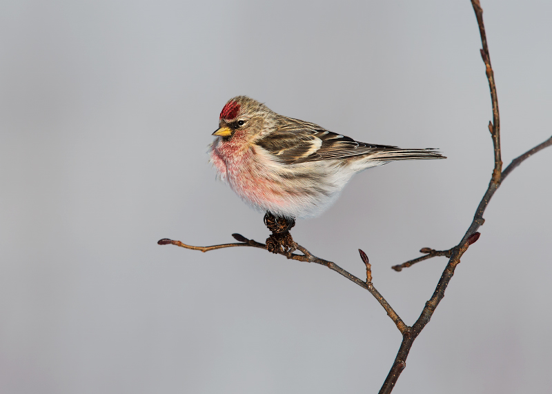 Common Redpoll