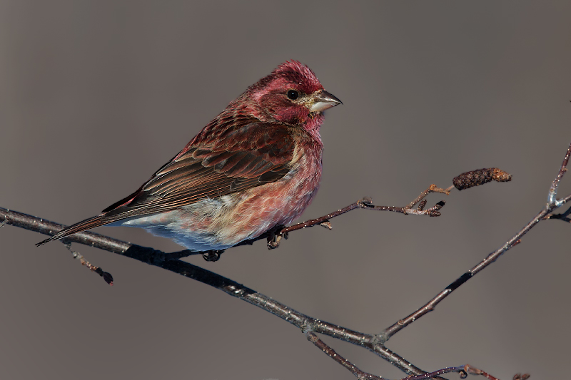 Purple Finch