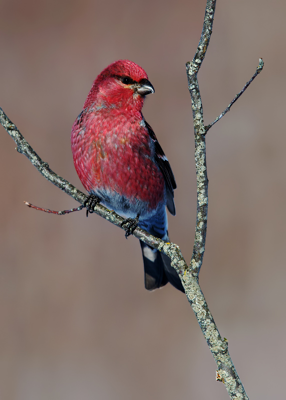 Pine Grosbeak