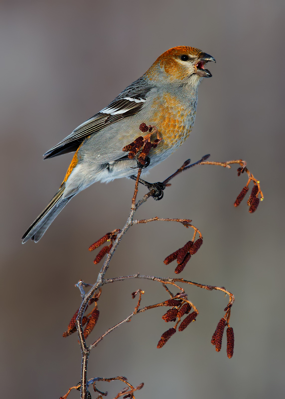 Pine Grosbeak