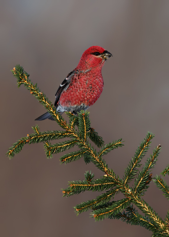 Pine Grosbeak