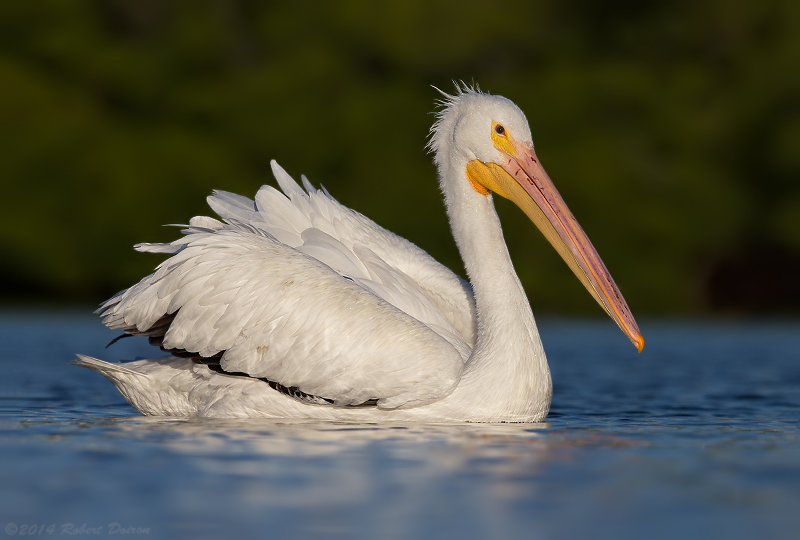 American White Pelican