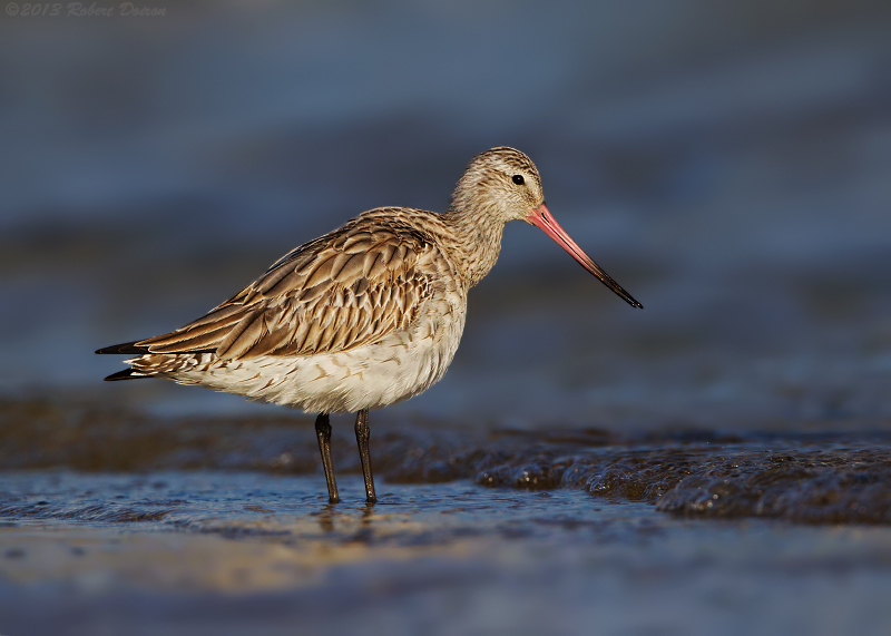 Bar-tailed Godwit