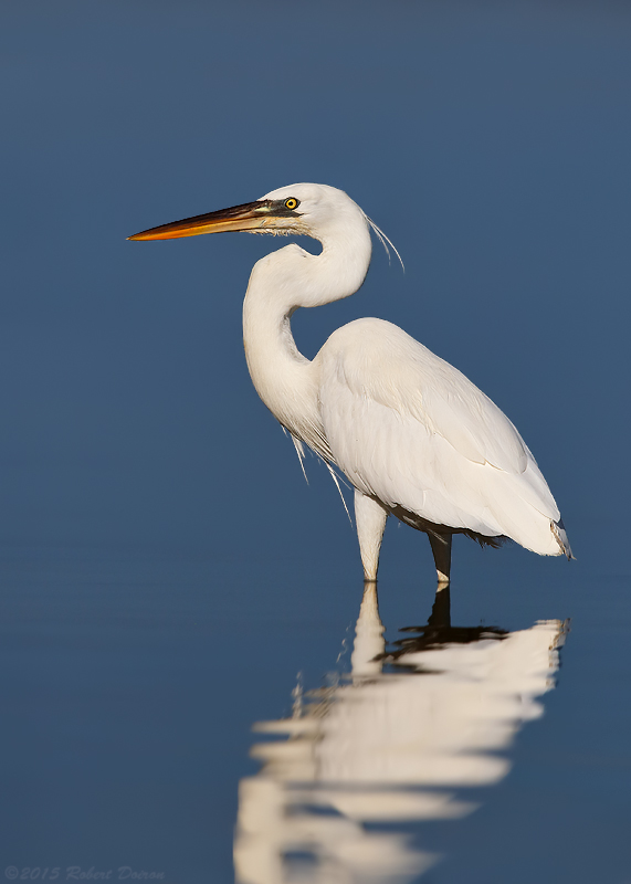 Great White Heron