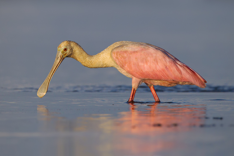 Roseate Spoonbill