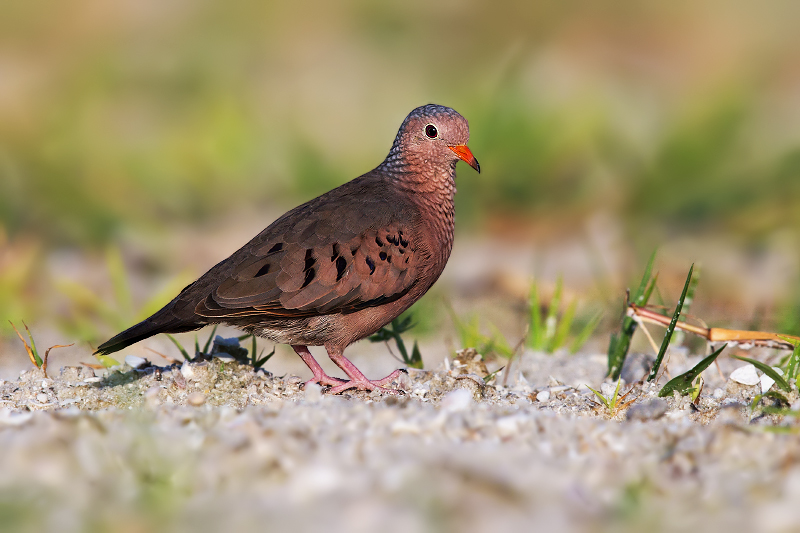 Common Ground-Dove