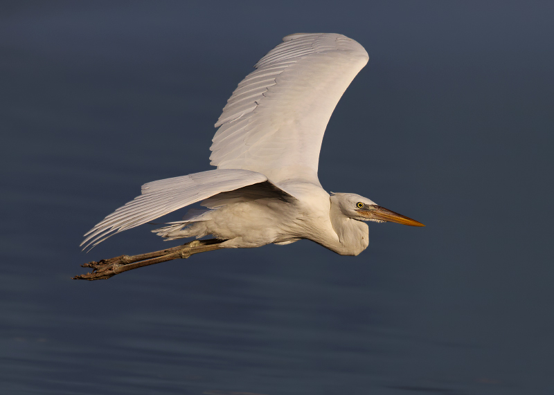 Great White Heron