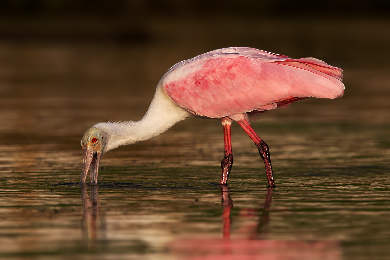 Roseate Spoonbill