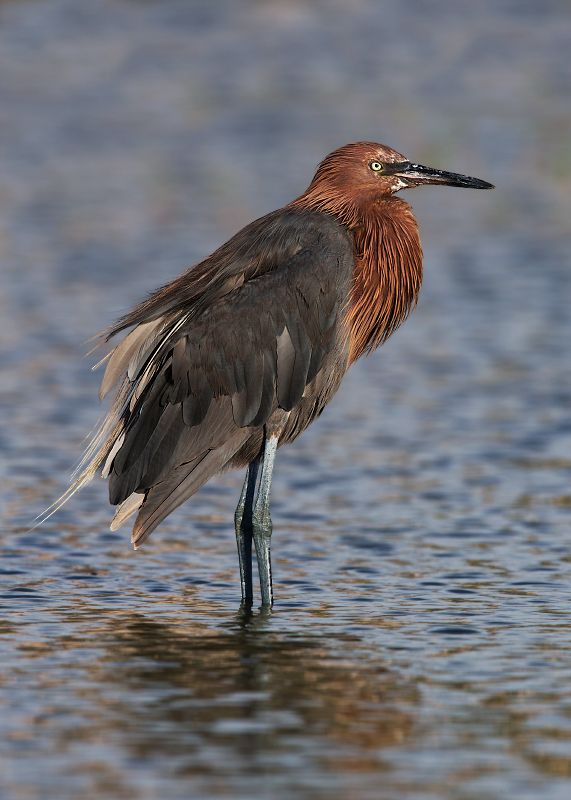 Reddish Egret