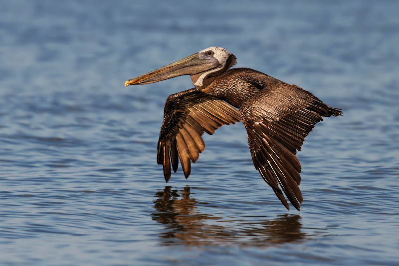 Brown Pelican