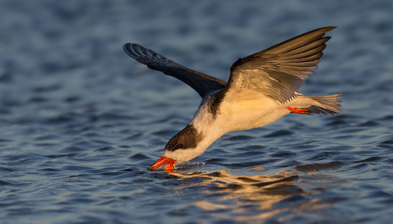 Black Skimmer