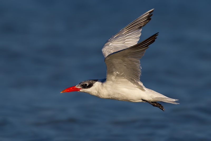 Caspian Tern