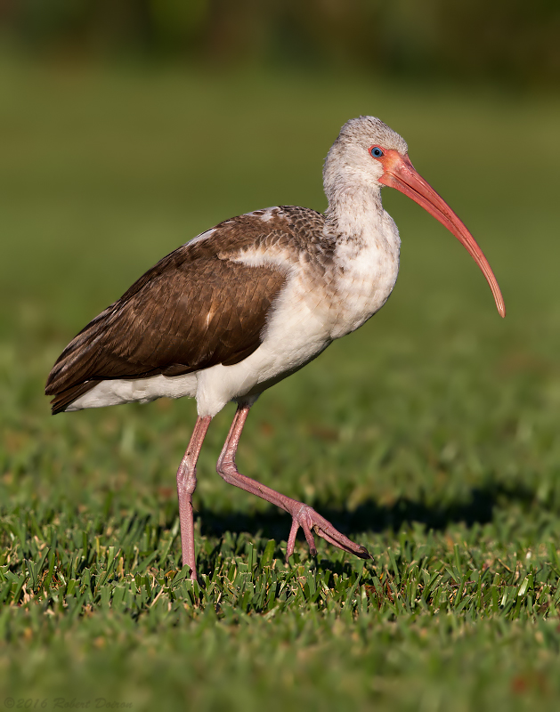 White Ibis