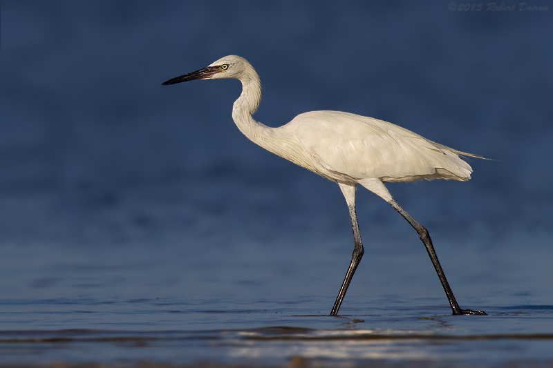 Reddish Egret