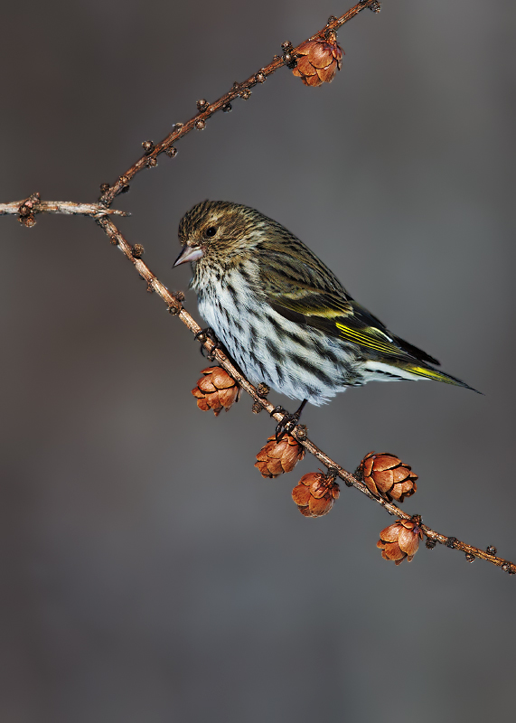 Pine Siskin