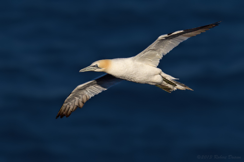 Northern Gannet