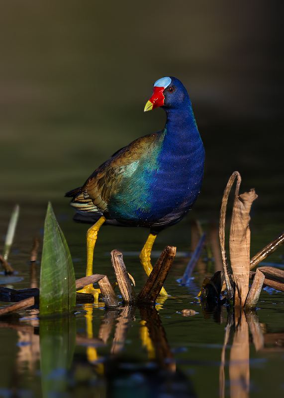 Purple Gallinule