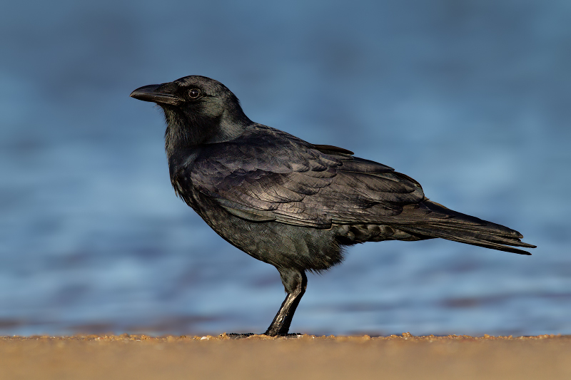 Fish Crow