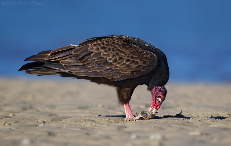 Turkey Vulture