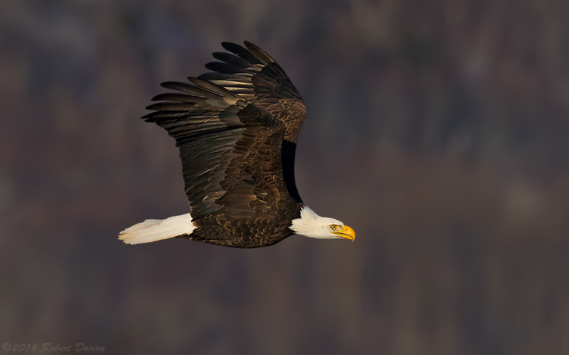 Bald Eagle