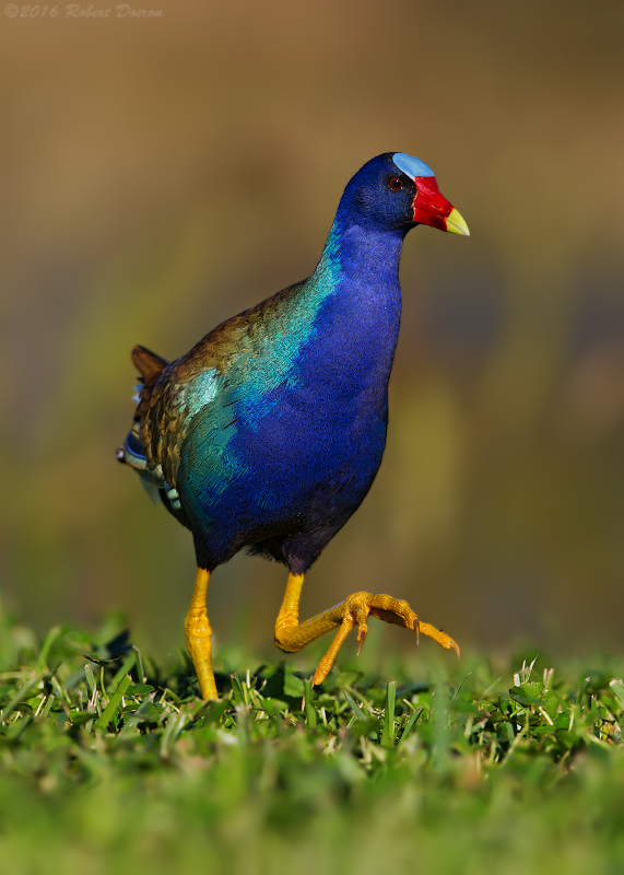 Purple Gallinule