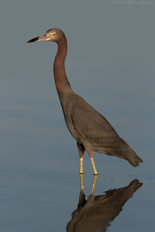 Little Blue Heron