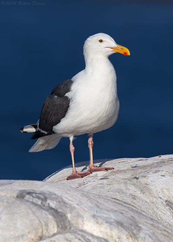 Western Gull