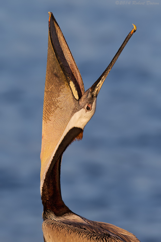 Brown Pelican