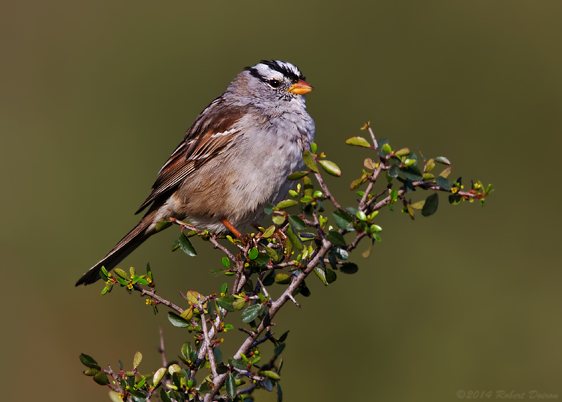 White-crowned Sparrow