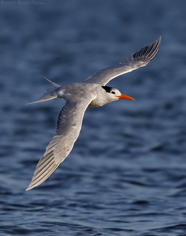 Royal Tern