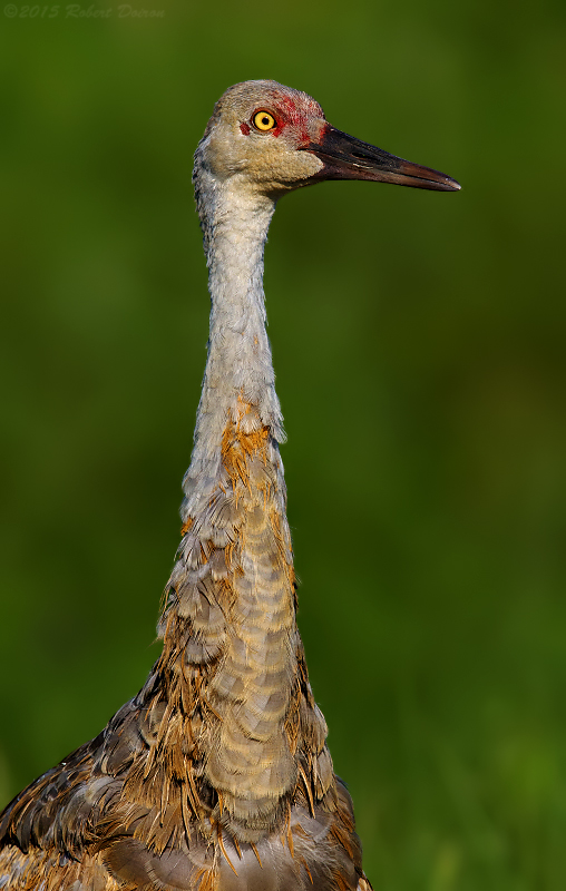 Sandhill Crane