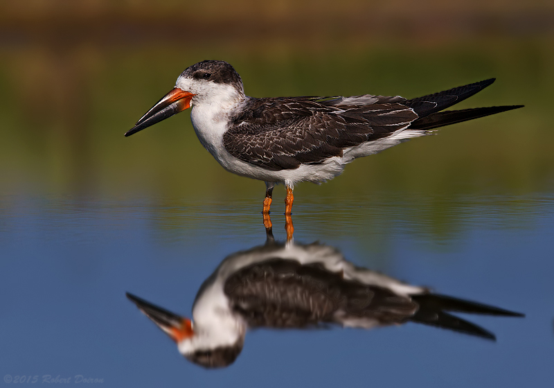 Black Skimmer